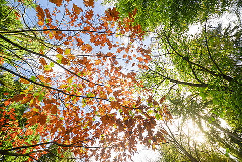 baixo, foto de ângulo, bordo, sai, faia, filiais, meio Ambiente, floresta, crescimento, idílico, panorama, exuberante, folhas de bordo, natural, natureza, cena, cenário, cênico, temporada, Dom, luz solar, brilho do sol, tranquilo, arvores, madeiras, plantar, árvore, visão de baixo ângulo, beleza na natureza, ramo, outono, dia, tranquilidade, mudança, céu, ninguém, folha, ao ar livre, parte da planta, Copa da árvore, cor laranja, terra, cena tranquila, diretamente abaixo, Flor de cerejeira, 5K, CC0, domínio público, royalty free