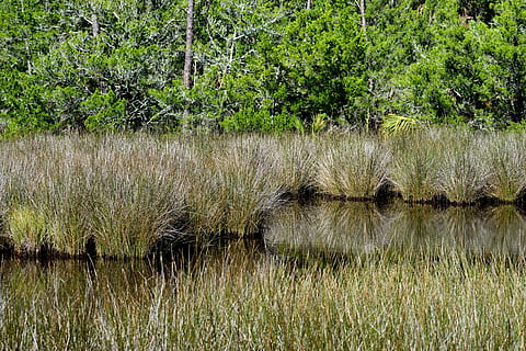 marshland, swamp, environment, landscape, nature, swamp grass, wetland, water, marsh, green, florida, wilderness, tropical, natural, outdoor, scenic, usa, bog, reflection, foliage, plant, tree, growth, green color, tranquility, forest, beauty in nature, land, grass, tranquil scene, no people, scenics - nature, day, lake, non-urban scene, field, outdoors, 5K, CC0, public domain, royalty free