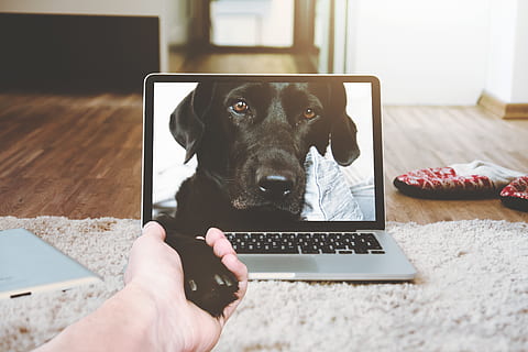 Laptop, Apfel, MacBook, Computer, Browser, Bett, Zimmer, Hund, Video, Anruf, Kommunikation, Hand, ein Tier, Haustiere, inländisch, kabellose Technologie, menschliche Hand, Säugetier, Tierthemen, Eckzahn, menschliches Körperteil, Technologie, Tier, Verbindung, eine Person, Wirbeltier, mit laptop, 4K, CC0, gemeinfrei, lizenzfrei