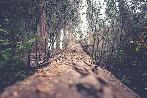sentiero, verde, leafed, piante, albero, natura, pianta, foresta, strada sterrata, strada, ghiaia, abbaiare, ceppo, sfocatura, bokeh, caduto, sequoia, flora, rovo di felce, trucioli di legno, le foglie, spazzola, dettaglio, legna, terra, tronco, la tranquillità, tronco d'albero, direzione, la strada davanti, giorno, crescita, bosco, messa a fuoco selettiva, nessuno, scena tranquilla, bellezza nella natura, ramo, all'aperto, livello di superficie, 1080P, CC0, dominio pubblico, privo di copyright