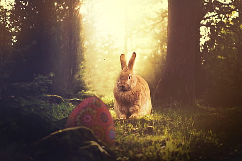 easter, hare, easter egg, easter bunny, nature, spring, sit, bunny, easter theme, composing, animal themes, mammal, land, animal, tree, plant, one animal, forest, field, selective focus, vertebrate, animal wildlife, sunlight, tree trunk, trunk, no people, day, animals in the wild, outdoors, herbivorous, 5K, CC0, public domain, royalty free