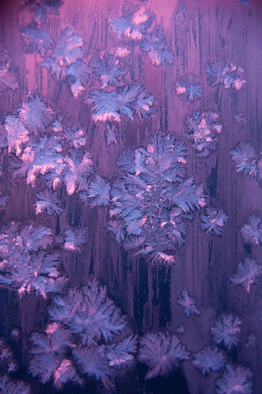 ispartikler kunstværk, lilla, landskab, udendørs, natur, tæppe, plante, kunst, maleri, is, mønster, blomst, blomstre, sne, ornament, fraktal, frost, ocean, hav liv, hav, fuld ramme, ingen mennesker, baggrunde, træ - materiale, dag, træ, tæt på, tekstureret, klippe, skønhed i naturen, geologi, jord, ru, ro, rock-objekt, eroderet, 4K
