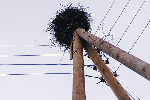 gniazdo bociana, kabel, Elektryczność, drewno - materiał, linia napięcia, połączenie, żadnych ludzi, niski kąt widzenia, niebo, drzewo, wytwarzanie paliwa i energii, Polak, dzień, Natura, pylon energii elektrycznej, słup telefoniczny, zasilacz, na dworze, bezpieczeństwo, linia telefoniczna, drut, drewniany słupek, 4K, CC0, domena publiczna, darmowe zdjęcia