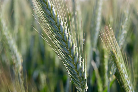 grain, ear, wheat, cornfield, cereal plant, agriculture, crop, growth, green color, plant, rural scene, close-up, nature, beauty in nature, farm, barley, selective focus, landscape, food and drink, land, field, ear of wheat, no people, outdoors, 5K, CC0, public domain, royalty free