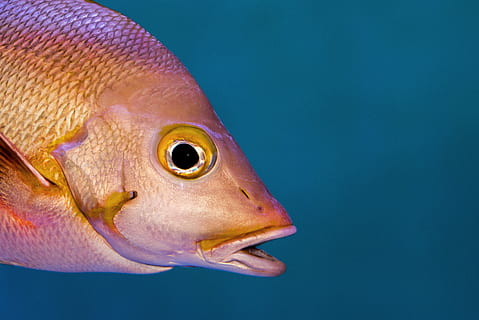 appelsinfisk, dyr, dyre temaer, ett dyr, dyreliv, virveldyr, dyr i naturen, hav, nærbilde, farget bakgrunn, dyr kroppsdel, sjøliv, under vann, marine, blå, fisk, dyr hode, vann, ingen folk, sidevisning, blå bakgrunn, profilvisning, munnen åpen, dyr øye, dyr munn, 5K, CC0, offentlig domene, opphavsrett gratis