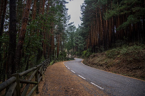 empty road, tree, direction, plant, the way forward, forest, road, tranquility, transportation, growth, nature, beauty in nature, land, tranquil scene, no people, day, diminishing perspective, woodland, scenics - nature, non-urban scene, empty, outdoors, bamboo - plant, long, 5K, CC0, public domain, royalty free