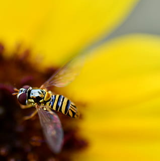 flor polinizadora de abeja, andrena, insecto, avispón, abeja, animal, avispa, invertebrado, gran lago, Estados Unidos, ábidos, un animal, amarillo, temas de animales, fauna animal, animales en la naturaleza, flor, de cerca, planta floreciendo, nadie, naturaleza, belleza en la naturaleza, planta, enfoque selectivo, al aire libre, fragilidad, día, a rayas, 4K, CC0, dominio público, libre de derechos