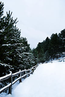 camp de neu, pins, planta, arbre, avet, abies, conífera, Itàlia, calabria, pi, picea, a l'aire lliure, barana, naturalesa, silueta, edifici, cúpula, arquitectura, gel, va parlar, hivern, neu, temperatura de fred, cel, escenics - natura, bellesa a la natura, tranquil·litat, escena tranquil·la, dia, Color blanc, terra, cap gent, barrera, núvol - cel, cobertura, arbre de coníferes, nevar, 4K, CC0, domini públic, lliure de regalies