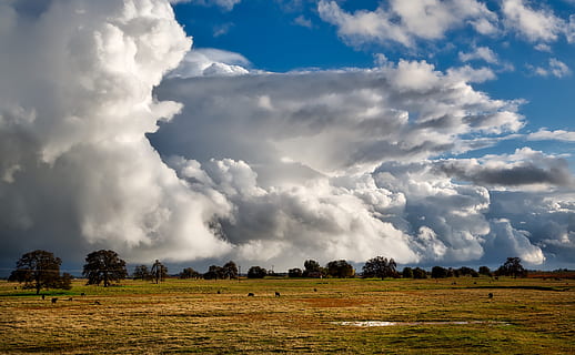 Marrone, campo d'erba, nuvoloso, cielo, bellissimo, bestiame, nuvole, Cloudscape, azienda agricola, terreni agricoli, campo, erba, idilliaco, paesaggio, prato, pastorale, pascolo, pioggia, ranch, forme, cieli, tempesta, alberi, tempo metereologico, nuvola - cielo, bellezza nella natura, scena tranquilla, scenics - natura, la tranquillità, pianta, ambiente, terra, albero, giorno, natura, scena non urbana, nessuno, scena rurale, agricoltura, all'aperto, infausto, 1080P, CC0, dominio pubblico, privo di copyright