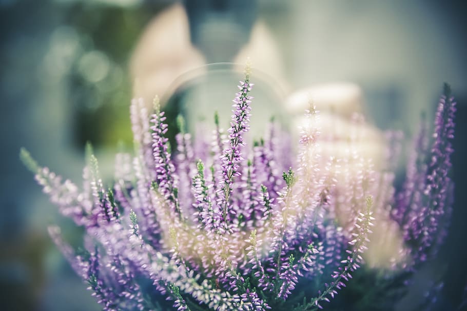 difuminació, borrós, digital, càmera, len, reflexió, finestra, vidre, espígol, flor, planta amb flors, planta, bellesa a la natura, porpra, frescor, vulnerabilitat, creixement, fragilitat, naturalesa, primer pla, enfocament selectiu, centrar-se en primer pla, cap gent, inflorescència, dia, cap de flor, a l'aire lliure, color lavanda, 5K