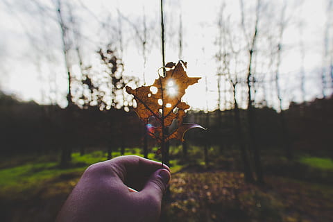 braunes verwelktes Blatt, Blatt, draussen, Vignette, Grün, verwischen, Bokeh, Ahornblatt, fallen, rot, halten, Ahorn, Tiefenschärfe, menschliche Hand, Blatt halten, Orangenblatt, gelbes Blatt, Hand, Herbst, Herbstblatt, menschliches Körperteil, persönliche Perspektive, eine Person, Fokus auf den Vordergrund, echte Menschen, nicht erkennbare Person, Natur, Himmel, Körperteil, Finger, menschlicher Finger, Nahansicht, Freizeitbeschäftigung, Pflanze, Sonnenuntergang, Lebensstile, Baum, draußen, 4K, CC0, gemeinfrei, lizenzfrei