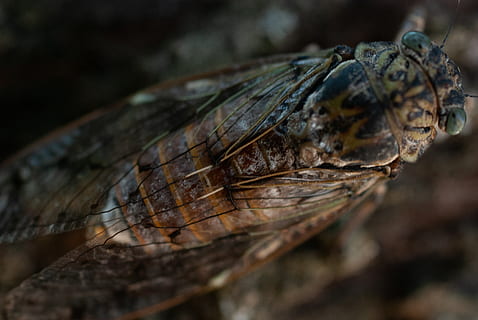 cicala, macro, avvicinamento, insetti, natura, temi animali, animale, un animale, rettile, fauna selvatica, animali allo stato selvatico, parte del corpo animale, testa di animale, vertebrato, nessuno, tartaruga, messa a fuoco selettiva, giorno, all'aperto, ritratto, vista laterale, scala animale, occhio animale, bocca animale, 4K, CC0, dominio pubblico, privo di copyright