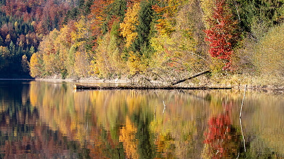 skog, sjö, träd, reflexion, landskap, falla, höst, bergen, flod, tyst, skön, skönhet i naturen, vatten, växt, lugn, vid vatten, lugn plats, Byta, scenics - natur, tillväxt, inget folk, natur, icke-urbana scenen, idyllisk, dag, utomhus, höstkollektion, reflektion sjö, 5K, CC0, offentligt domän, royaltyfria