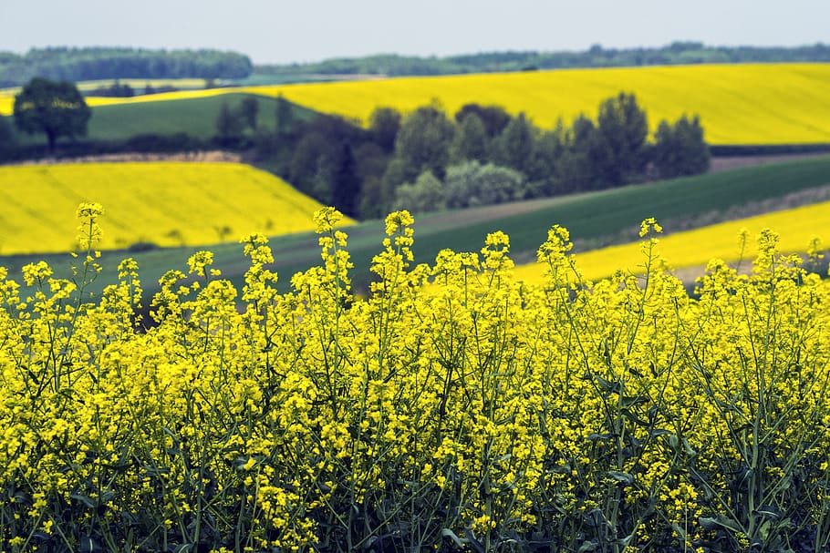 Bäume, Grün, Landschaft, Frühling, Gelb, Schönheit in der Natur, Feld, Blume, ländliche Szene, Pflanze, Land, Landwirtschaft, Raps, Wachstum, Szenen - Natur, blühende Pflanze, Ernte, Ruhe, Bauernhof, Umgebung, ruhige Szene, Natur, Tag, keine Leute, draußen, 5K
