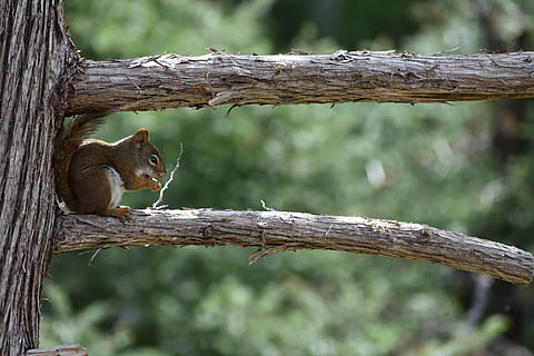 esquilo, árvore, ramo, Esquilo vermelho, Pinheiro, animais selvagens, roedor, pele, natural, exterior, pequeno, peludo, madeira, floresta, minnesota, temas animais, animal, animais em estado selvagem, um animal, mamífero, focar em primeiro plano, vertebrado, plantar, dia, natureza, ninguém, tronco de árvore, tronco, ao ar livre, bigode, 5K, CC0, domínio público, royalty free