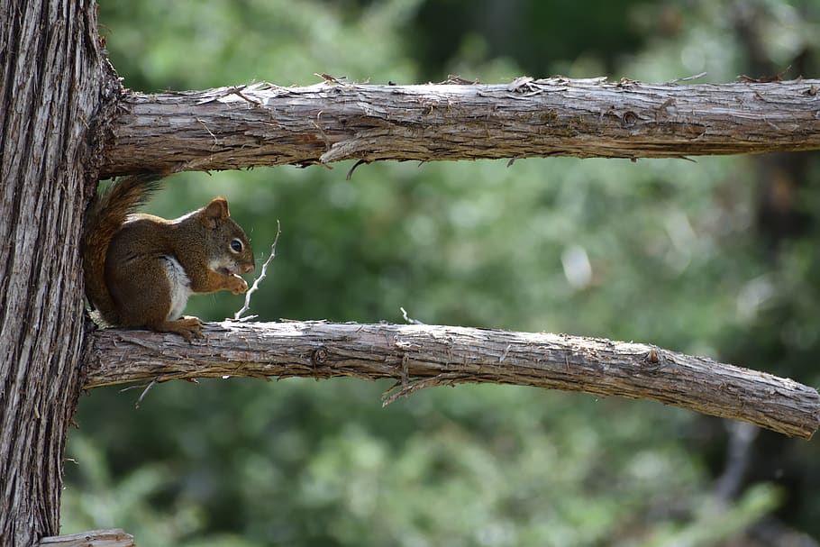 esquirol, arbre, branca, esquirol vermell, pi, vida salvatge, rosegador, pell, natural, a l'aire lliure, petit, pelut, fusta, bosc, Minnesota, fauna animal, temes d'animals, animal, animals a la natura, un animal, mamífer, centrar-se en primer pla, vertebrats, planta, dia, naturalesa, cap gent, tronc de l'arbre, tronc, bigotis, 5K