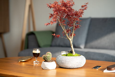 foglia, pianta, albero, acero, tavolo, mobilia, legna, cactus, accogliente, divano, interno, caffè, legno duro, tavolo da pranzo, tronco d'albero, bicchiere, foglia di acero, calice, tavolino da caffè, vaso, natura, legno - materiale, concentrarsi sulle conoscenze acquisite, fiore, in casa, pianta fiorita, nessuno, interno di casa, pianta in vaso, giorno, decorazione, natura morta, parte vegetale, freschezza, bellezza nella natura, testa di fiore, composizione floreale, pianta della casa, 5K, CC0, dominio pubblico, privo di copyright