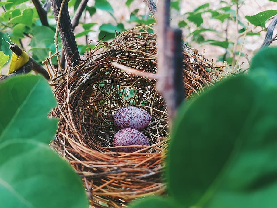 zwei, Eier, Nest, Tiernest, Ei, Lebensmittel, Essen und Trinken, selektiver Fokus, Blatt, Pflanzenteil, Natur, Vogel, Pflanze, Vogelnest, tierisches Ei, keine Leute, Anfänge, Tag, Verletzlichkeit, Nahansicht, Zerbrechlichkeit, neues Leben, draußen, Notgroschen, 4K