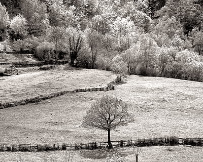 espanya, felechosa, bosc, arbres, paisatge, arbre, planta, tranquil·litat, naturalesa, bellesa a la natura, escena tranquil·la, dia, creixement, cap gent, terra, medi ambient, neu, escenics - natura, camp, aigua, hivern, a l'aire lliure, temperatura de fred, 2K, CC0, domini públic, lliure de regalies