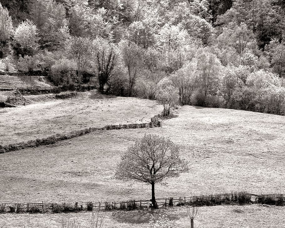 espanya, felechosa, bosc, arbres, paisatge, arbre, planta, tranquil·litat, naturalesa, bellesa a la natura, escena tranquil·la, dia, creixement, cap gent, terra, medi ambient, neu, escenics - natura, camp, aigua, hivern, a l'aire lliure, temperatura de fred, 2K