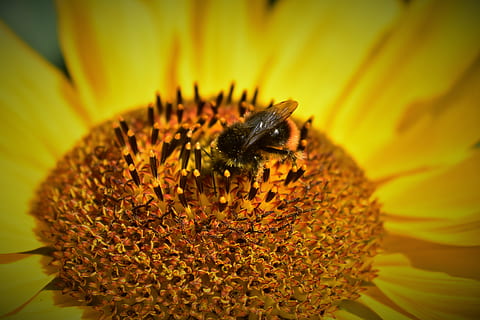 Sonnenblume, Biene, abstauben, Natur, blühende Pflanze, Blume, Blütenblatt, Blütenkopf, Frische, Zerbrechlichkeit, Schönheit in der Natur, wirbellos, Insekt, ein Tier, Blütenstand, Verletzlichkeit, Tierthemen, Pollen, Wachstum, Nahansicht, Tierwelt, Tier, Tiere in freier Wildbahn, Bestäubung, Gelb, keine Leute, draußen, 5K, CC0, gemeinfrei, lizenzfrei