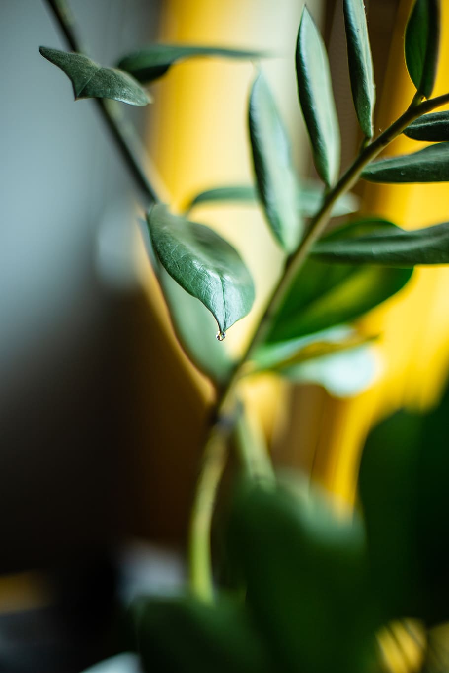 grøn bladplante, makro, plante, tæt på, vækst, blad, selektiv fokusering, grøn farve, plante del, gul, ingen mennesker, skønhed i naturen, friskhed, natur, sårbarhed, skrøbelighed, dag, udendørs, fokus på forgrunden, blomst, blomstrende plante, blomsterhoved, bægerblad, 5K