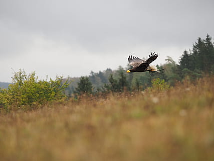 uccello, animale, aquila, Aquila orientale, volo, Ali, becco, piuma, predatore, volante, temi animali, animali allo stato selvatico, fauna selvatica, vertebrato, ali spiegate, un animale, movimento, mezz'aria, pianta, giorno, uccello rapace, nessuno, natura, cielo, terra, messa a fuoco selettiva, albero, all'aperto, 5K, CC0, dominio pubblico, privo di copyright
