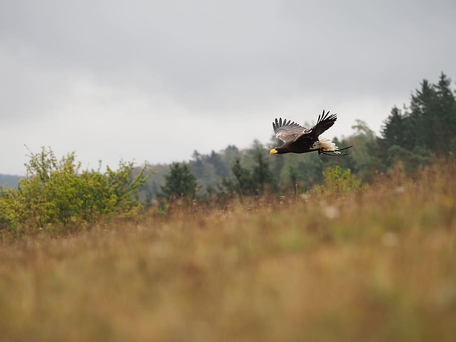 uccello, animale, aquila, Aquila orientale, volo, Ali, becco, piuma, predatore, volante, temi animali, animali allo stato selvatico, fauna selvatica, vertebrato, ali spiegate, un animale, movimento, mezz'aria, pianta, giorno, uccello rapace, nessuno, natura, cielo, terra, messa a fuoco selettiva, albero, all'aperto, 5K