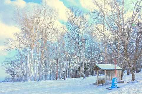 Schneefeld, Wald, Ast, Geäst, Wolken, kalt, Landschaft, Umgebung, zing, Frost, eisig, gefroren, Eis, Japan, Natur, draußen, Park, ländlich, szenisch, Jahreszeit, Schuppen, Schnee, schneebedeckt, Bäume, Wetter, Weiß, Winter, Holz, Baum, kalte Temperatur, kahler Baum, Pflanze, Tag, Himmel, Sitz, Ruhe, Szenen - Natur, Schönheit in der Natur, Land, keine Leute, ruhige Szene, wolke - himmel, Feld, Bank, 4K