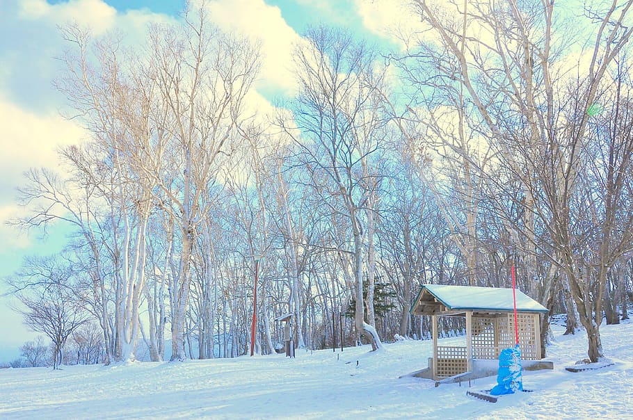 camp de neu, bosc, branca, branques, núvols, fred, camp, medi ambient, zing, gelades, gelada, congelat, gel, Japó, paisatge, naturalesa, a l'aire lliure, parc, rural, escènic, temporada, cobert, neu, nevat, arbres, temps, blanc, hivern, fusta, boscos, arbre, temperatura de fred, arbre nu, planta, dia, cel, seient, tranquil·litat, escenics - natura, bellesa a la natura, terra, cap gent, escena tranquil·la, núvol - cel, banc, 4K