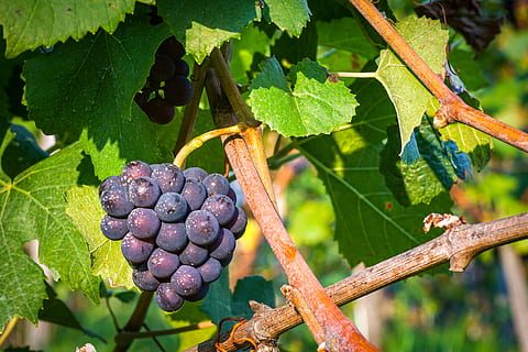 fruta morada, flora, comida, Produce, planta, Fruta, uvas, vid, hoja, Weiningen, Suiza, árbol, annonaceae, uva, hojas, follaje, vástago, viñedo, hiedra, púrpura, viticultura, alimentación saludable, comida y bebida, parte de la planta, crecimiento, bienestar, frescura, naturaleza, agricultura, fruta de baya, de cerca, día, centrarse en primer plano, nadie, color verde, maduro, vinificación, al aire libre, 4K, CC0, dominio público, libre de derechos