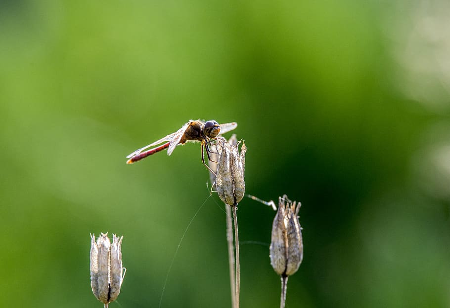natură, gândac, libelulă, animale tematice, animale sălbatice, animal, animale în sălbăticie, nevertebrat, insectă, un animal, a închide, să se concentreze asupra primelor elemente, plantă, zi, frumusețe în natură, fragilitate, vulnerabilitate, floare, nici o persoana, planta cu flori, în aer liber, selectiv, animal aripă, cap de floare, polenizare, 5K