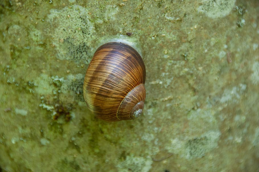 snegl, sten-, natur, skal, snegl shell, dyr verden, dyreliv, dyr, dyre temaer, dyr i naturen, tæt på, hvirvelløse, et dyr, dyreskal, ingen mennesker, mollusk, dag, havsnegle, udendørs, tekstureret, naturligt mønster, jord, skønhed i naturen, 2K