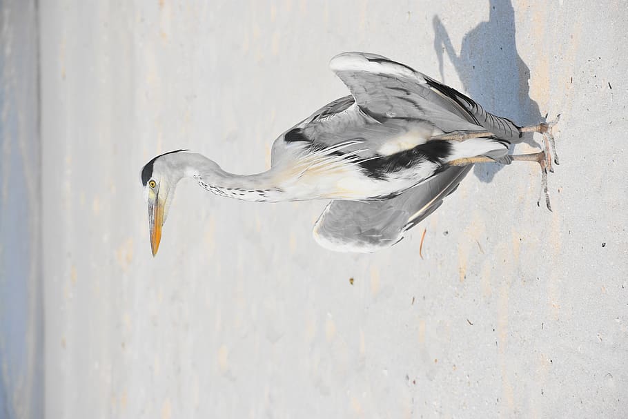 cigonya blanca, ocell, animal, aus aquàtiques, cigonya, garza, ardeidae, grulla d'ocell, egret, anhinga, booby, bec, gavina, margarides, planta, margarida, flor, pelicà, lliri de l'estany, lliri, animals a la natura, vertebrats, fauna animal, temes d'animals, un animal, cap gent, dia, volant, a l'aire lliure, aigua, naturalesa, primer pla, funció de construcció de parets, longitud completa, vista lateral, vista d’angle alt, 5K