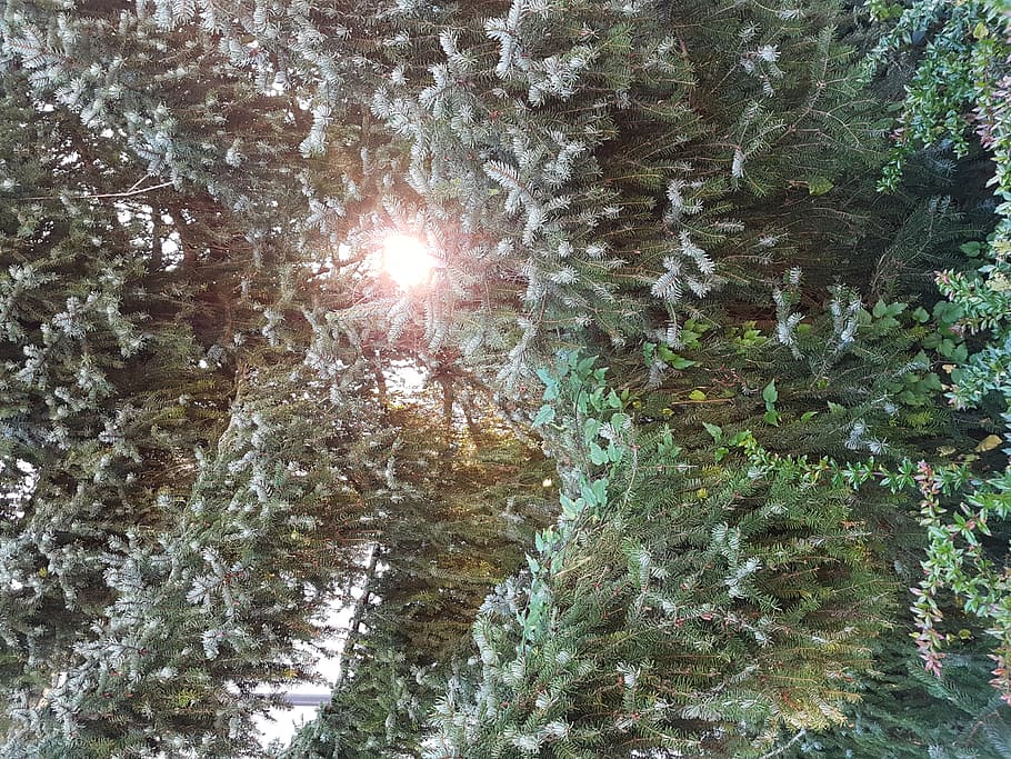 schweiz, weiningen, planta, creixement, cap gent, arbre, naturalesa, bellesa a la natura, dia, tranquil·litat, llum solar, sol, marc complet, fons, color verd, a l'aire lliure, primer pla, vista d’angle baix, cel, flare de la lent, aigua, brillant, arbre de coníferes, 2K