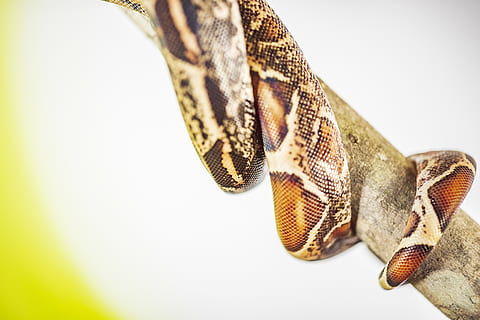 serpente marrone, rettile, serpente, animale, pitone rock, re serpente, anaconda, vita marina, serpente di mare, luminosa, colore, scala, lightbox, scatola, luce, gene, melanina, Pericolo, spaghetto, noodle di pericolo, Snek, temi animali, sfondo bianco, avvicinamento, in casa, parte del corpo animale, fauna selvatica, nessuno, un animale, ala animale, girato in studio, messa a fuoco selettiva, animali allo stato selvatico, concentrarsi sulle conoscenze acquisite, vertebrato, modello, copia spazio, invertebrato, scala animale, testa di animale, farfalla - insetto, 5K, CC0, dominio pubblico, privo di copyright