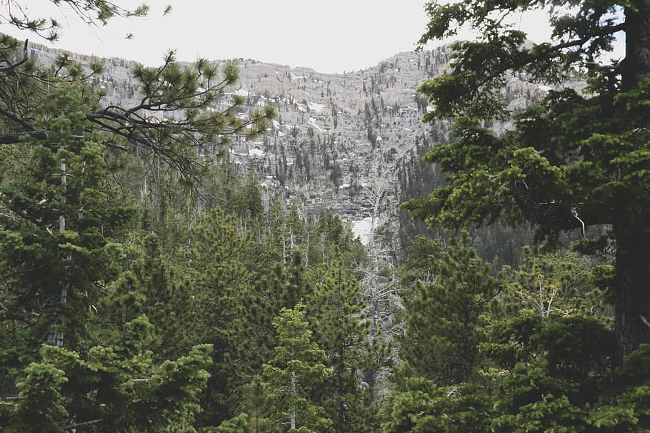 verd, arbre, blanc, cel, núvols, fred, la llum del dia, medi ambient, bosc, alt, gel, paisatge, cim de muntanya, muntanyes, naturalesa, fotografia de natura, parc, roques, escènic, vista, neu, arbres, fotografia gran angular, boscos, planta, creixement, bellesa a la natura, escenics - natura, terra, cascada, cap gent, escena no urbana, dia, muntanya, color verd, escena tranquil·la, a l'aire lliure, viatjar, fullatge, tranquil·litat, exuberant fullatge, aigua que flueix, selva tropical, que flueix, 5K
