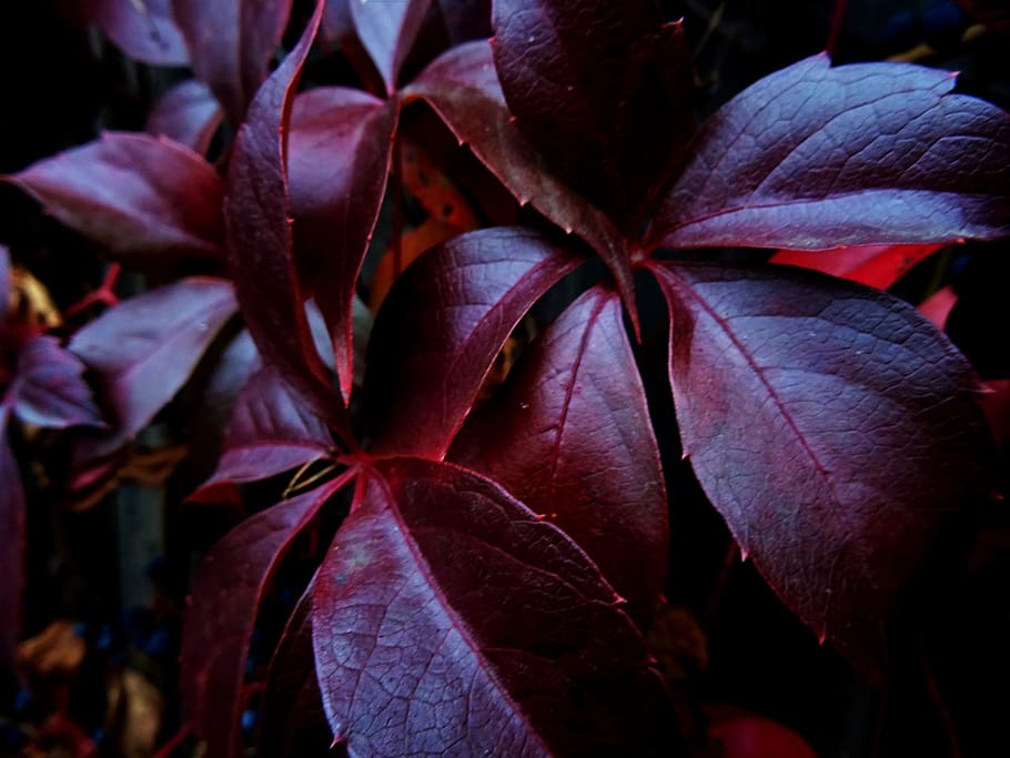 pianta a foglie rosse, sfocatura, avvicinamento, colore, buio, ambiente, flora, giardino, rosso, stagione, struttura, albero, bellezza nella natura, pianta, vulnerabilità, fragilità, parte vegetale, petalo, foglia, freschezza, crescita, natura, fiore, nessuno, pianta fiorita, all'aperto, testa di fiore, giorno, infiorescenza, concentrarsi sulle conoscenze acquisite, marrone, viola, 2K