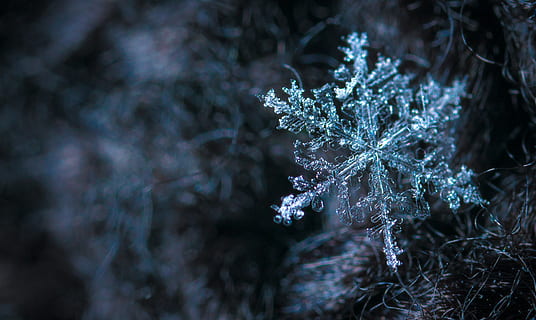 nærbillede fotografering, snefnug, sløring, tæt på, kold, fokus, frost, frost-, Frosset, is, lys, makro, sæson, vejr, vinter, kold temperatur, sne, ingen mennesker, natur, fokus på forgrunden, plante, krystal, selektiv fokusering, træ, dag, sårbarhed, skrøbelighed, udendørs, iskrystal, fyrretræ, 2K, CC0, offentligt domæne, royaltyfrie