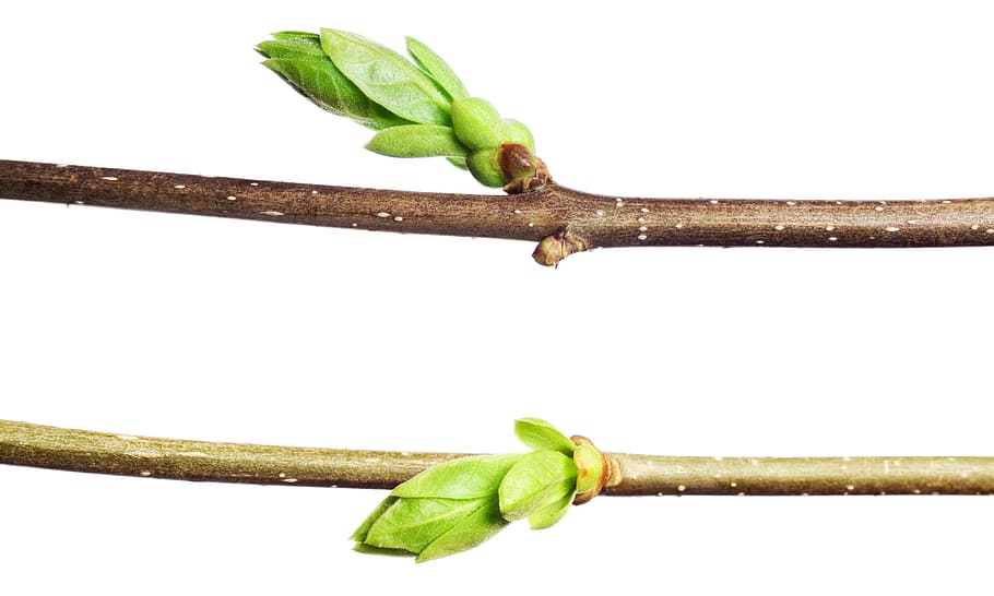 afdeling, træ, blad, grøn, hvid, plante, isolerede, vækst, natur, forår, Kvist, knop, spirende, blomstre, spire, ny, stilk, tæt på, lille, spray, løv, Brun, sæson-, botanisk, voksende, burst, flor, skyde, Kirsebærtræ, vegetation, makro, sæson, flora, kirsebær, ung, have, løvet, urt, frisk, detalje, delikat, friskhed, grøn farve, studio skud, hvid baggrund, plante del, mad og drikke, ingen mennesker, mad, plantestamme, indendørs, velvære, sund kost, stilleben, 4K