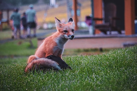 guineu taronja, vida salvatge, persona, guineu, gent, animal, humà, mamífer, caní, Canadà, kit de guineu, gaspe, la guineu del nadó, animal salvatge, bosc, naturalesa, smallfox, niceanimal, bonic, edifici, un animal, temes d'animals, herba, vertebrats, planta, gos, mascotes, nacional, enfocament selectiu, animals domèstics, camp, centrar-se en primer pla, terra, dia, persones incidentals, arquitectura, a l'aire lliure, 5K, CC0, domini públic, lliure de regalies