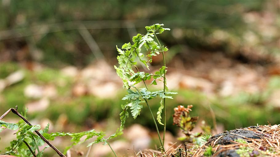 Skov, vinter, sejlsport, lille, dyrke, landskab, sæsoner, plante, grøn, ark, grøntsag, vækst, natur, friskhed, skønhed i naturen, ingen mennesker, blomst, Mark, selektiv fokusering, jord, dag, udendørs, landbrug, sollys, mad, blomstrende plante, grøn farve, fokus på forgrunden, mad og drikke, urt, havearbejde, 4K