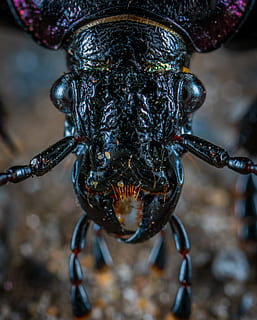 fotografierea macro, cap de insecte, gândac, insectă, ochi, antenă, macro, întuneric, negru, feroce, natură, animal, animale sălbatice, a închide, nevertebrat, biologie, culoare neagră, gărgărița, artropod, mic, 5K, CC0, domeniu public, fără drepturi de autor