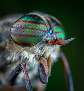 macro, ritratto, tafano, insetto, occhi, bespozvonochnoe, ditteri, corto, temi animali, invertebrato, animale, avvicinamento, un animale, fauna selvatica, volare, animali allo stato selvatico, parte del corpo animale, ala animale, primo piano estremo, nessuno, occhio animale, bellezza nella natura, occhio, messa a fuoco selettiva, natura, pianta fiorita, testa di animale, 2K, CC0, dominio pubblico, privo di copyright