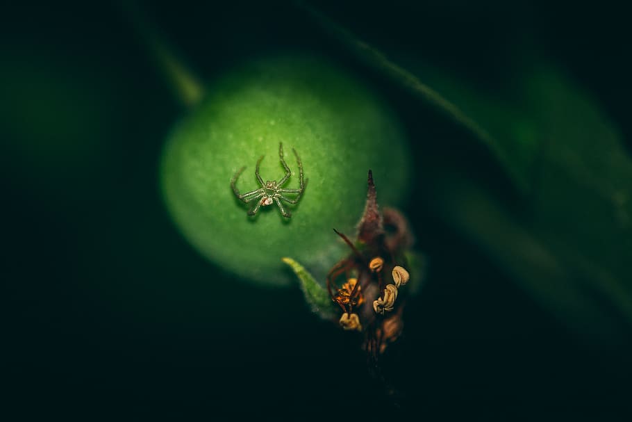 Alemanya, lich, eberstadt, macro, art, focus, primer pla, aranya, sigma, tamron, verd, cànon, poc, poma, fauna animal, invertebrat, temes d'animals, animal, insecte, color verd, animals a la natura, full, part de la planta, cap gent, un animal, naturalesa, fons negre, formiga, artròpode, planta, enfocament selectiu, aràcnids, fragilitat, lluminositat, 5K