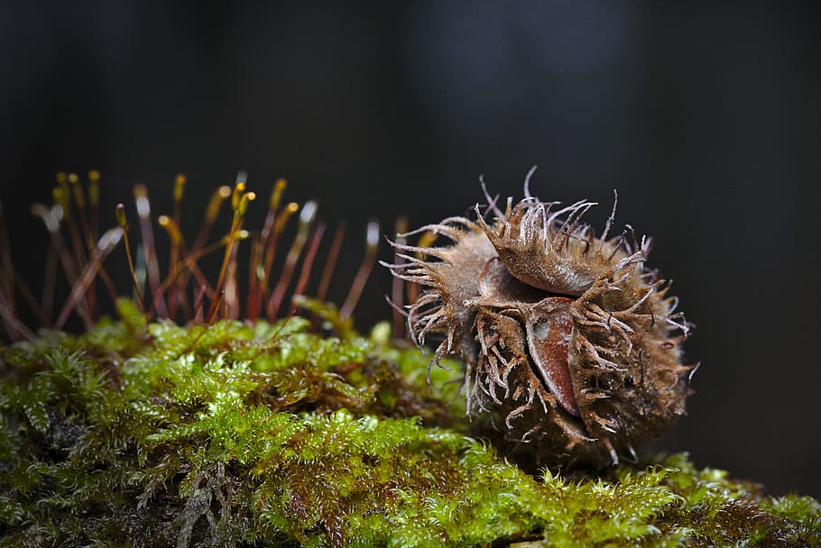 bosc, hivern, molsa, beechnut, planta, primer pla, naturalesa, cap gent, creixement, animal, un animal, terra, dia, fauna animal, a l'aire lliure, color verd, temes d'animals, bellesa a la natura, enfocament selectiu, animals a la natura, centrar-se en primer pla, camp, herba, insecte, picant, 4K