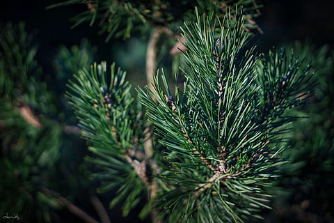 naturalesa, planta, color verd, pi, arbre, arbre de coníferes, creixement, agulla - part de la planta, primer pla, pinàcies, bellesa a la natura, dia, enfocament selectiu, branca, cap gent, centrar-se en primer pla, full, a l'aire lliure, part de la planta, tranquil·litat, avet, 5K, CC0, domini públic, lliure de regalies