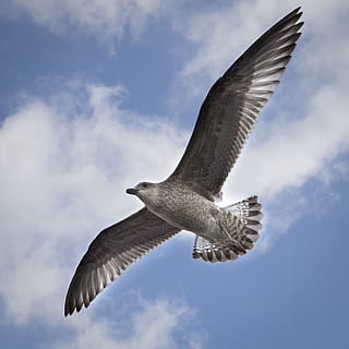 low, angle photography, brown, gull, flying, seagull, spread wings, bird, animal wildlife, animals in the wild, vertebrate, animal, animal themes, sky, low angle view, cloud - sky, one animal, mid-air, motion, nature, no people, day, animal wing, beauty in nature, outdoors, directly below, 2K, CC0, public domain, royalty free