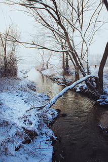 braun, kahl, Baum, Fluss, bedeckt, Schnee, kalt, Tageslicht, Umgebung, fließen, Nebel, nebelig, Wald, zing, Frost, eisig, gefroren, Gras, Eis, Landschaft, Natur, szenisch, Jahreszeit, schneebedeckt, Strom, Äste, Bäume, Wasser, Wetter, Winter, kalte Temperatur, kahler Baum, Pflanze, Ruhe, Szenen - Natur, keine Leute, Schönheit in der Natur, ruhige Szene, Nicht-städtische Szene, Tag, Land, draußen, fließend, fließendes Wasser, 5K