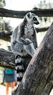 lokalizacja lemurów, gałąź drzewa, dzień, zwierzę, ssak, dzikiej przyrody, lemur, park świętego krzyża, osoba, człowiek, drewno, dżungla, koala, ogród zoologiczny, hiena, alpaka, lama, lenistwo, trójpalczaste lenistwo, Surykatka, zebra, szop pracz, driftwood, jedno zwierzę, drewno - materiał, zwierzęta na wolności, zwierzęca przyroda, skupić się na pierwszym planie, drzewo, żadnych ludzi, kręgowiec, Natura, patrząc, na dworze, posiedzenie, Oddział, roślina, drewniany słupek, 5K, CC0, domena publiczna, darmowe zdjęcia